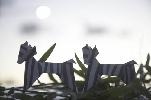 �A�t���J�̗[���