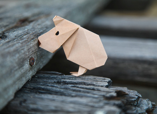 カピバラのこども